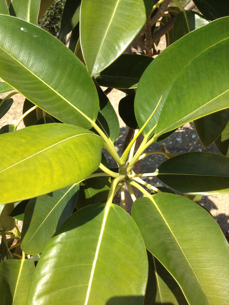 Ficus macrophylla subsp. columnaris o  Ficus elastica ?!